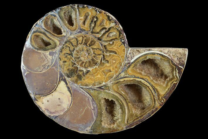 Sliced, Agatized Ammonite Fossil (Half) - Jurassic #100539